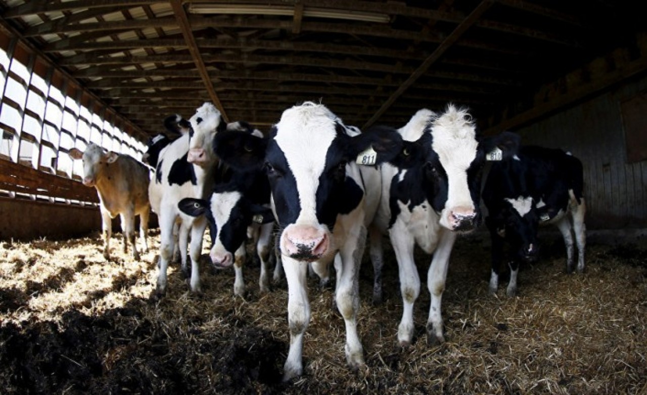 Çiftlik Bank Bitti,  Süt Bank Başladı: Toplamda 120 Milyon Dolar Para Buharlaştı!