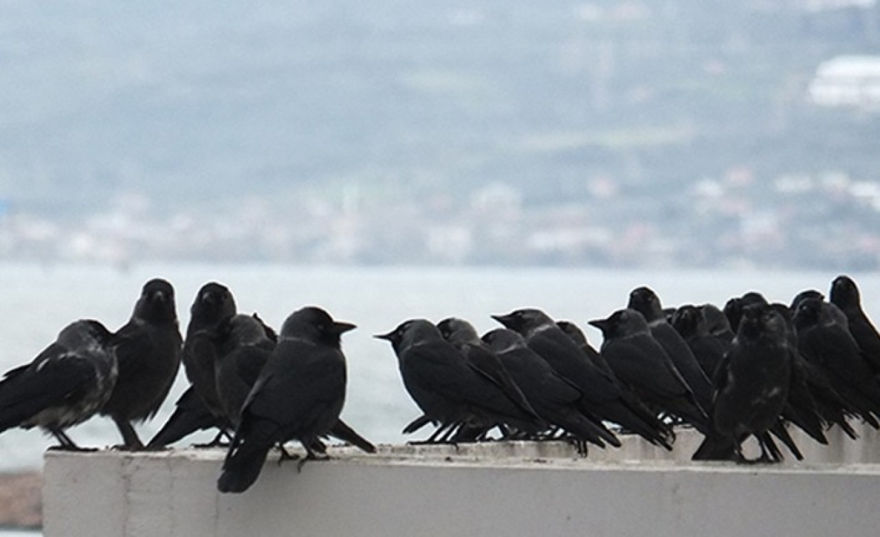 İstanbul İçin Çok Önemli 'Ölü Kuş' Uyarısı!
