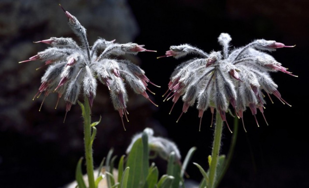 Yeni Bir Bitki Türü Keşfedildi: Türkiye'nin Sadece O İlinde Yetişiyor!