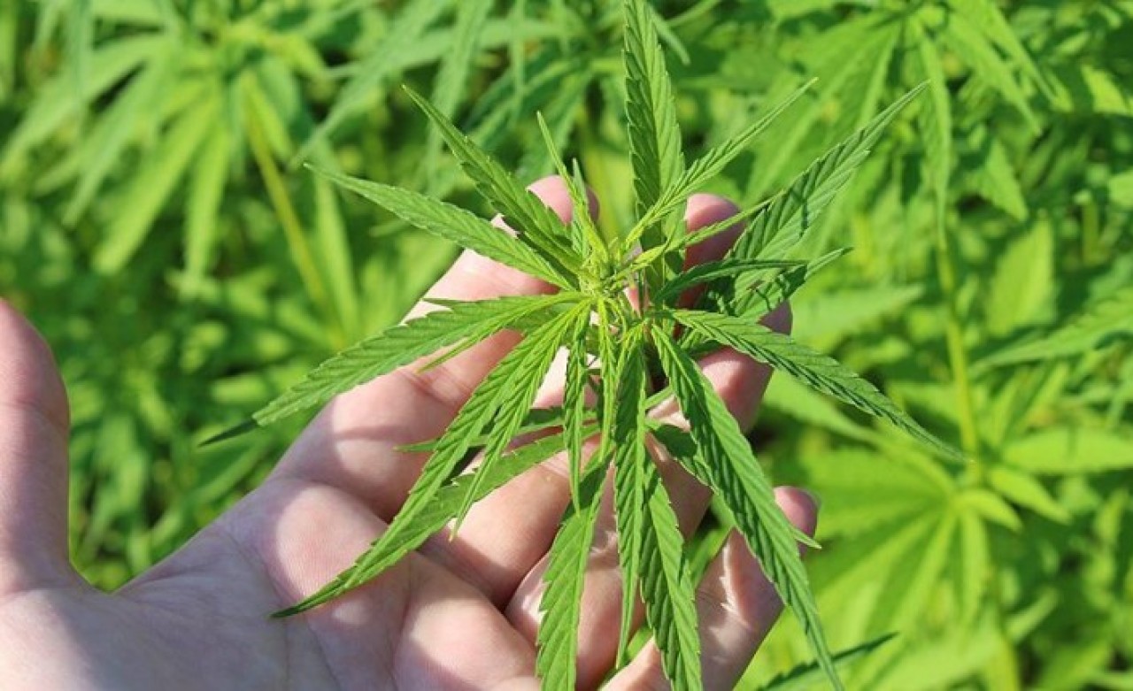 Yerli Otomobile Kenevirden Batarya!