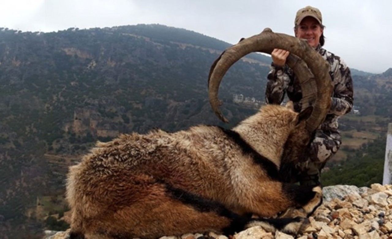 ABD'li avcının Adıyaman'da avladığı dağ keçisinin boynuzları,  görenleri hayrete düşürdü