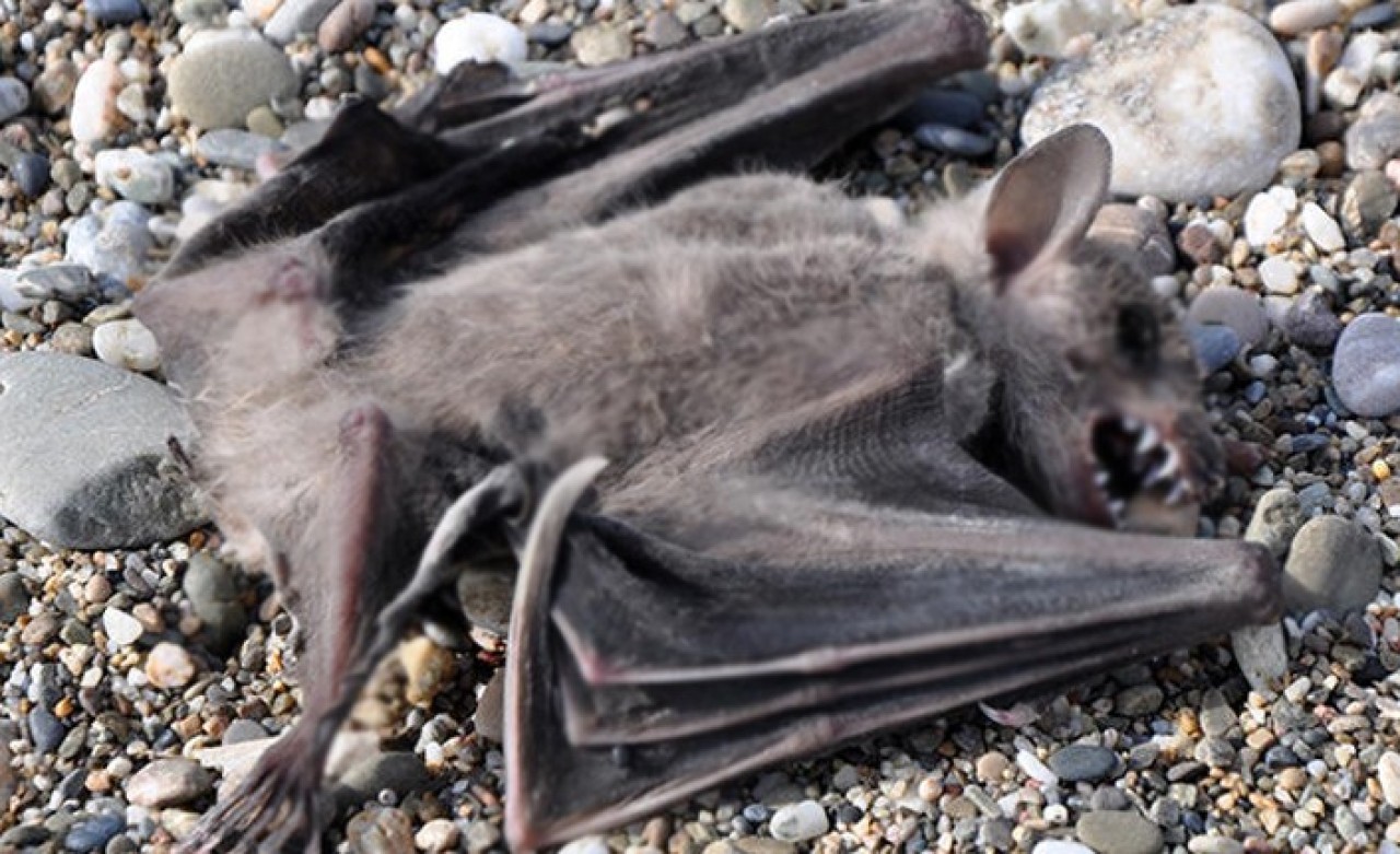 Antalya'da Koronavirüs Paniği: Sahilde Ölü Yarasalar Bulundu!