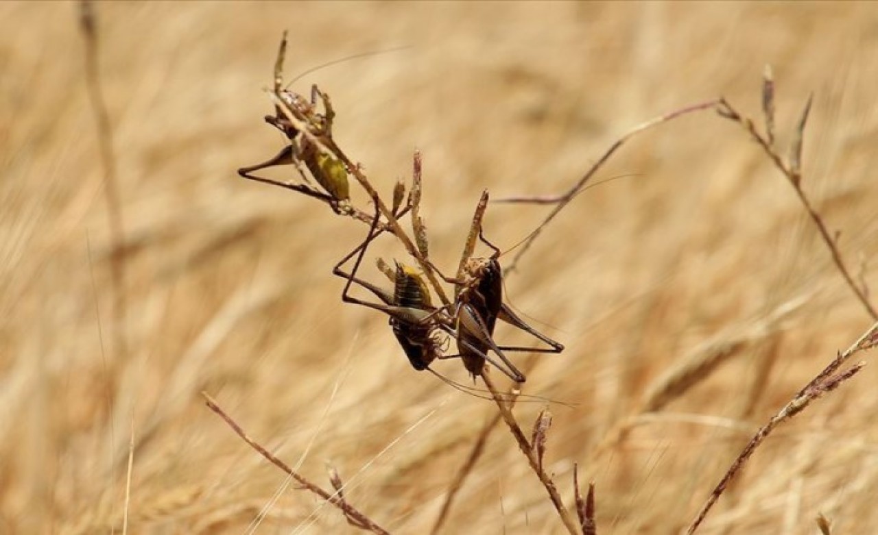 BM'den 'çekirge felaketi' uyarısı: Gıda güvenliği tehlikede!