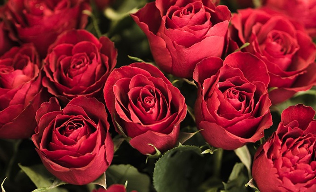 Gül fiyatları Sevgililer Günü nedeniyle tavan yaptı: Bakın tek dalı ne kadara satılıyor!