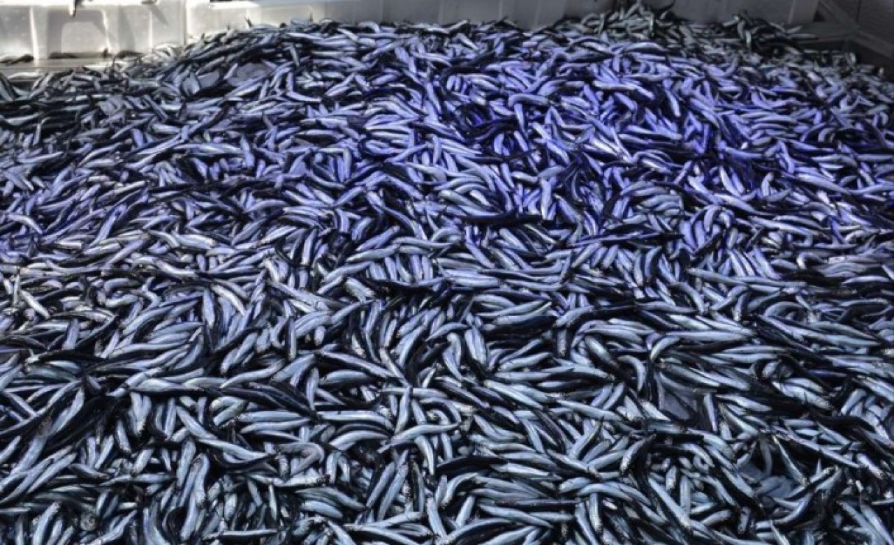 Hamsi akın etti: 100 ton!