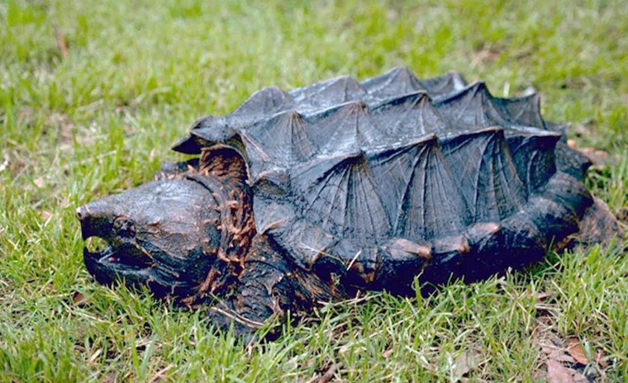 İnternetten satacaktı: Timsah yiyen kaplumbağalara el konuldu