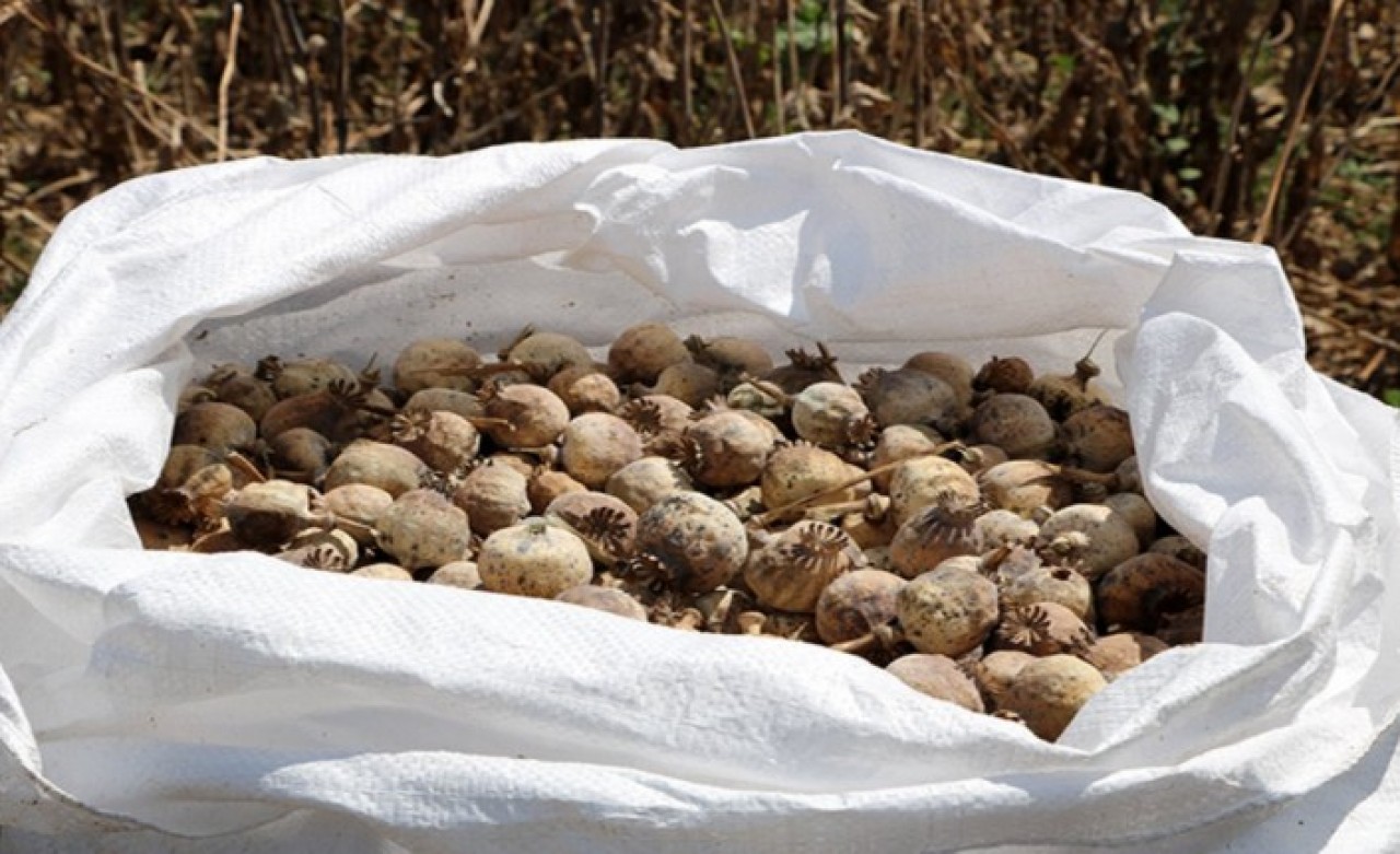 İran'daki esrarın yüzde 25'i Türkiye'de: Haşhaş üretimi tavan yaptı!