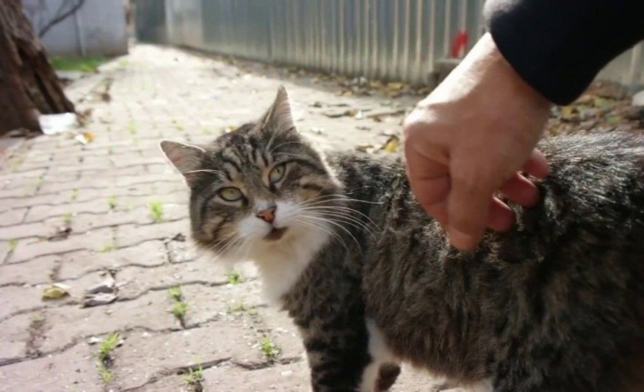 Kedilerden İnsana Coronavirus Bulaşır Mı?