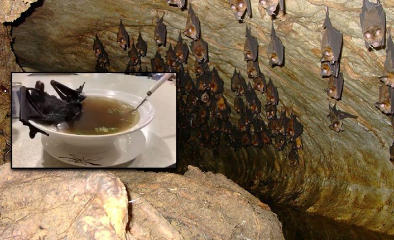 Koronavirüsün Kaynağı Belli Oldu: Benzerlik Oranı Yüzde 96!