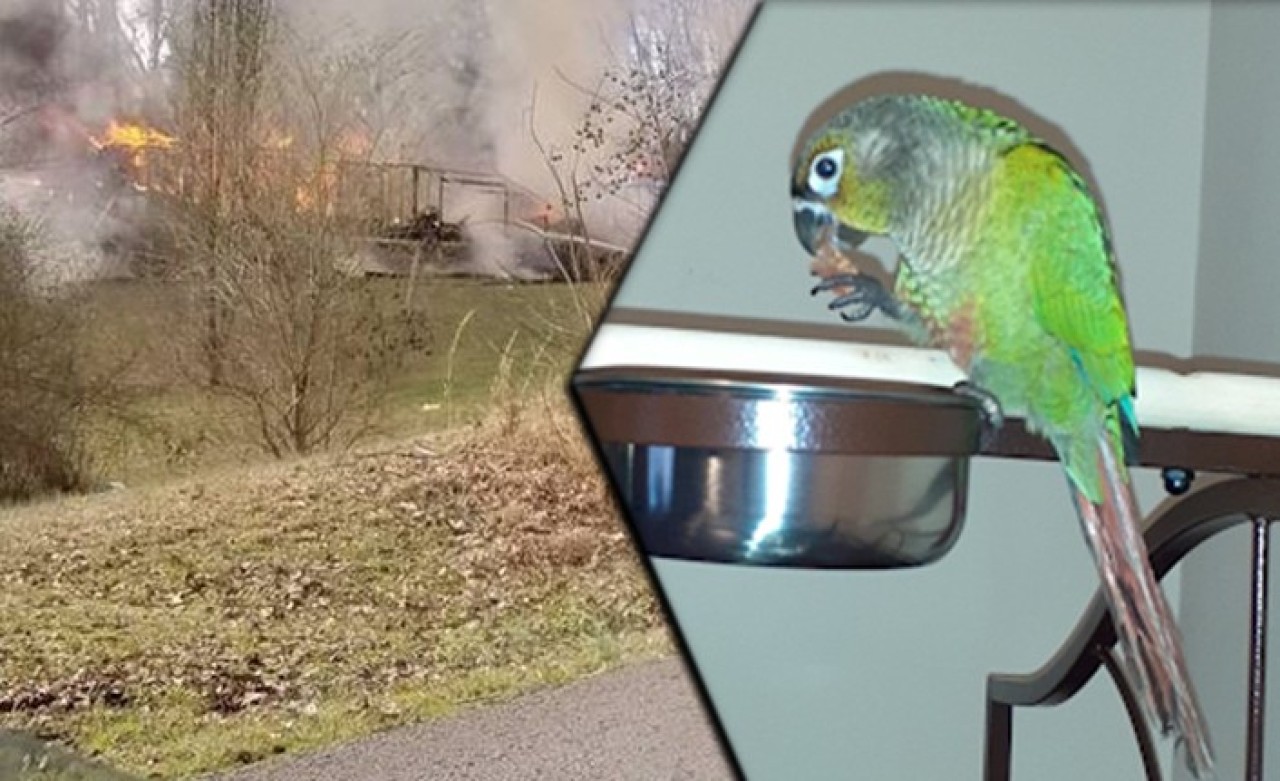 Papağandan hayat kurtaran çığlık: "Daha önce bu kelimeyi söylememişti"