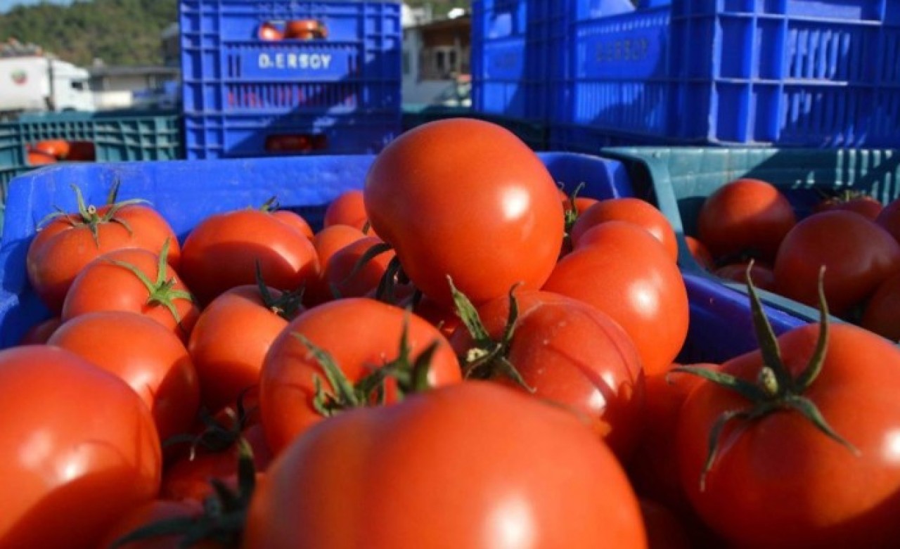 Rusya'nın kota doldu diyerek almadığı domatesler çöpe gitti!