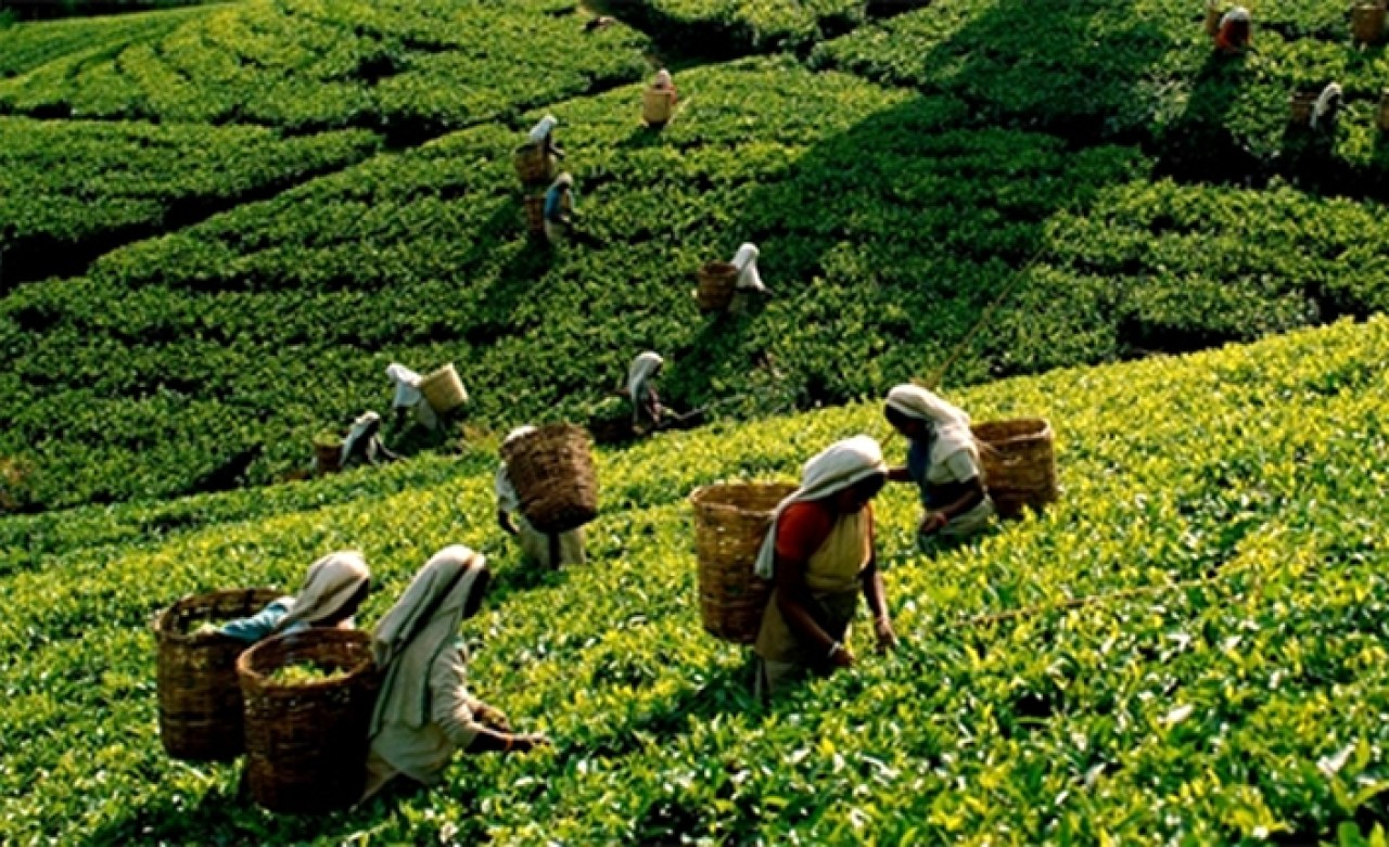 Sayıştay ÇAYKUR’u uyardı: Türkiye’nin çayı bitiyor!