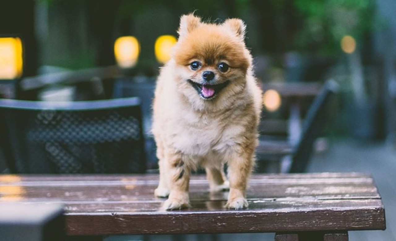 Bakanlıktan pet hayvanlarla ilgili flaş karar!