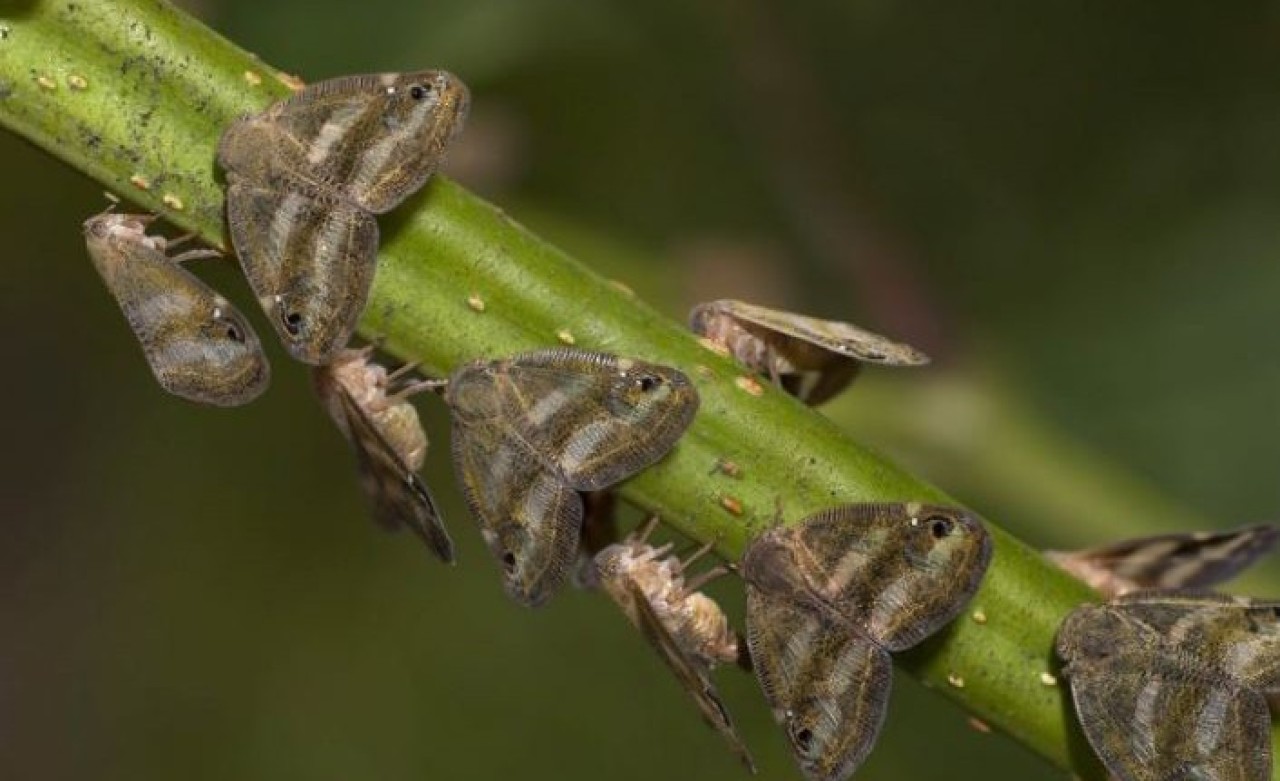 Bitkiyi emerek kurutuyor: 'Vampir kelebeği' yok edecek ilaç geliştirildi