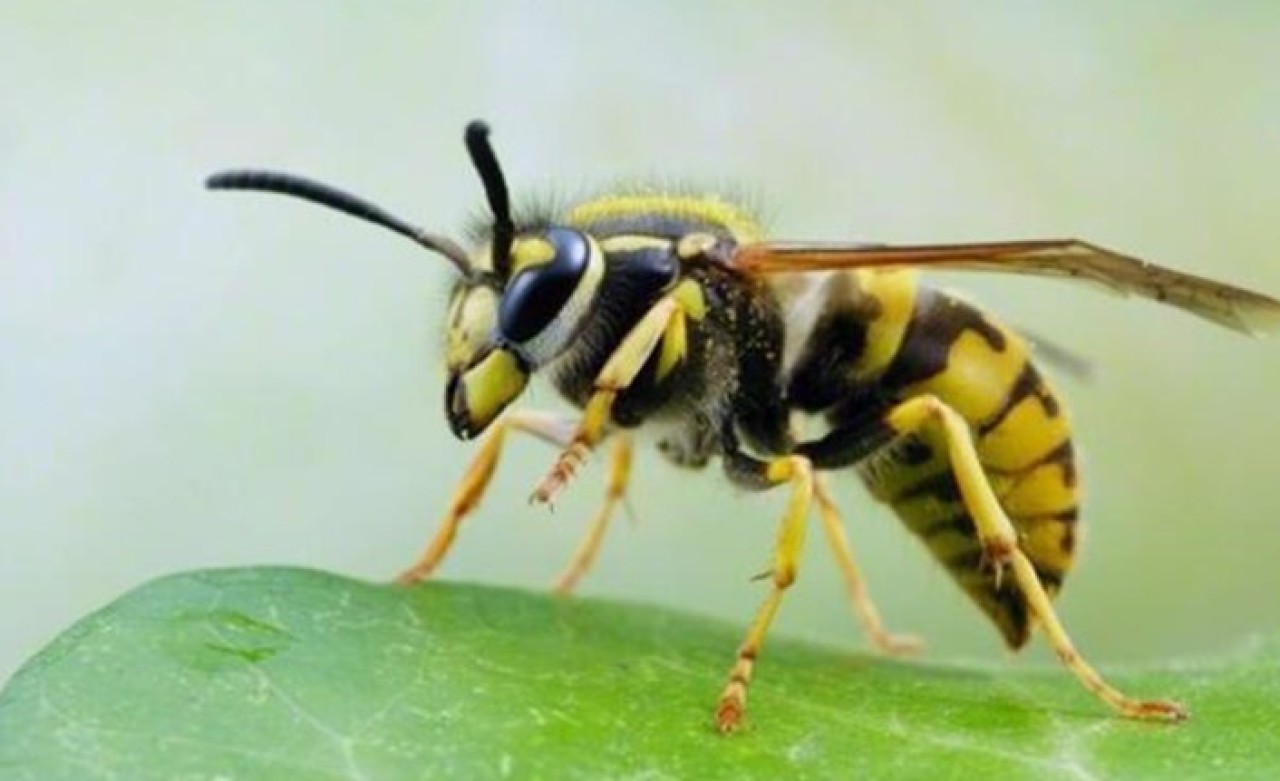 Böcek ilaçlarının,  yaban arısı yavrularının beynine geri dönüşü olmayan etkisi