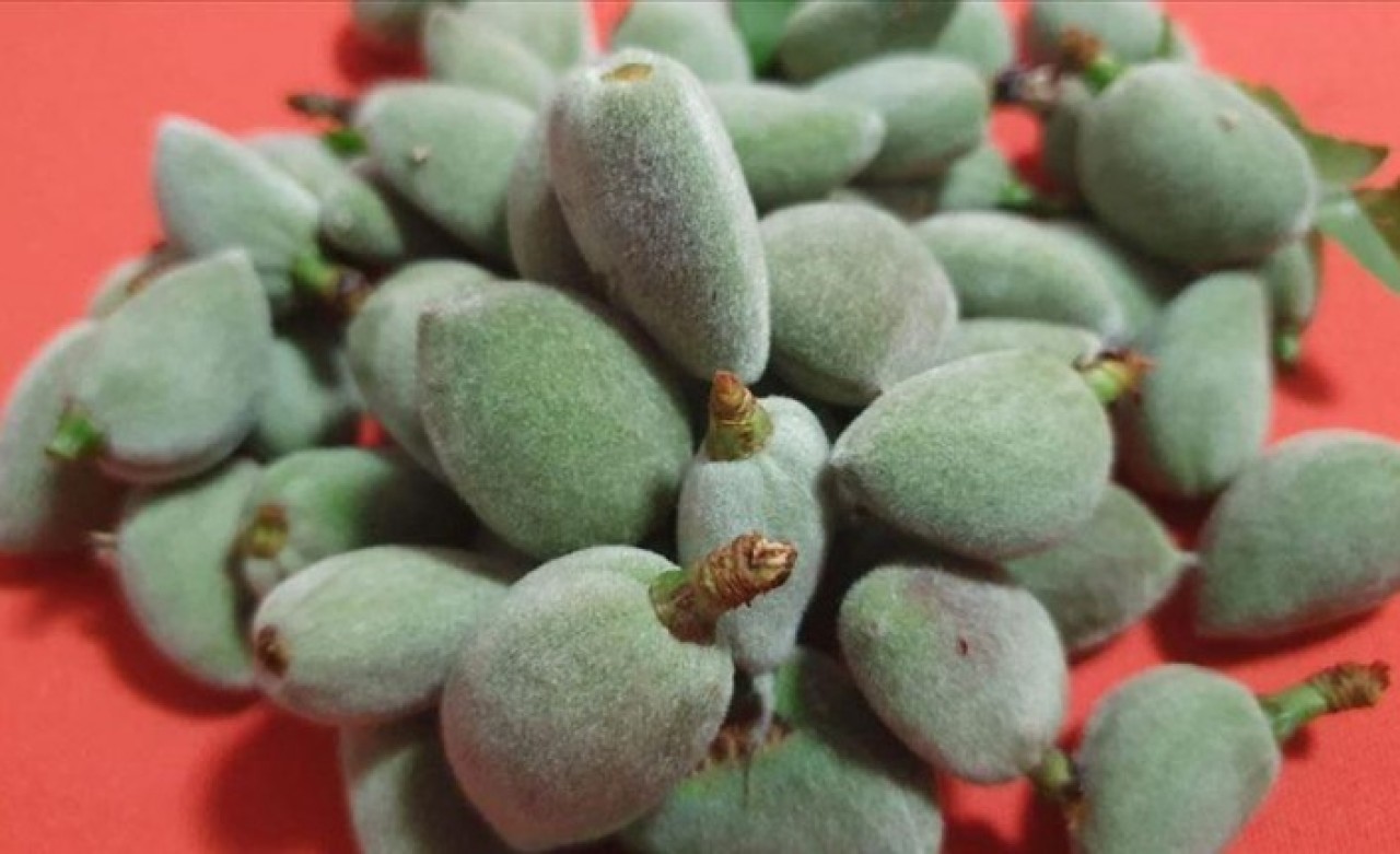 Çağla hasadı başladı: Fiyatı cep yakıyor