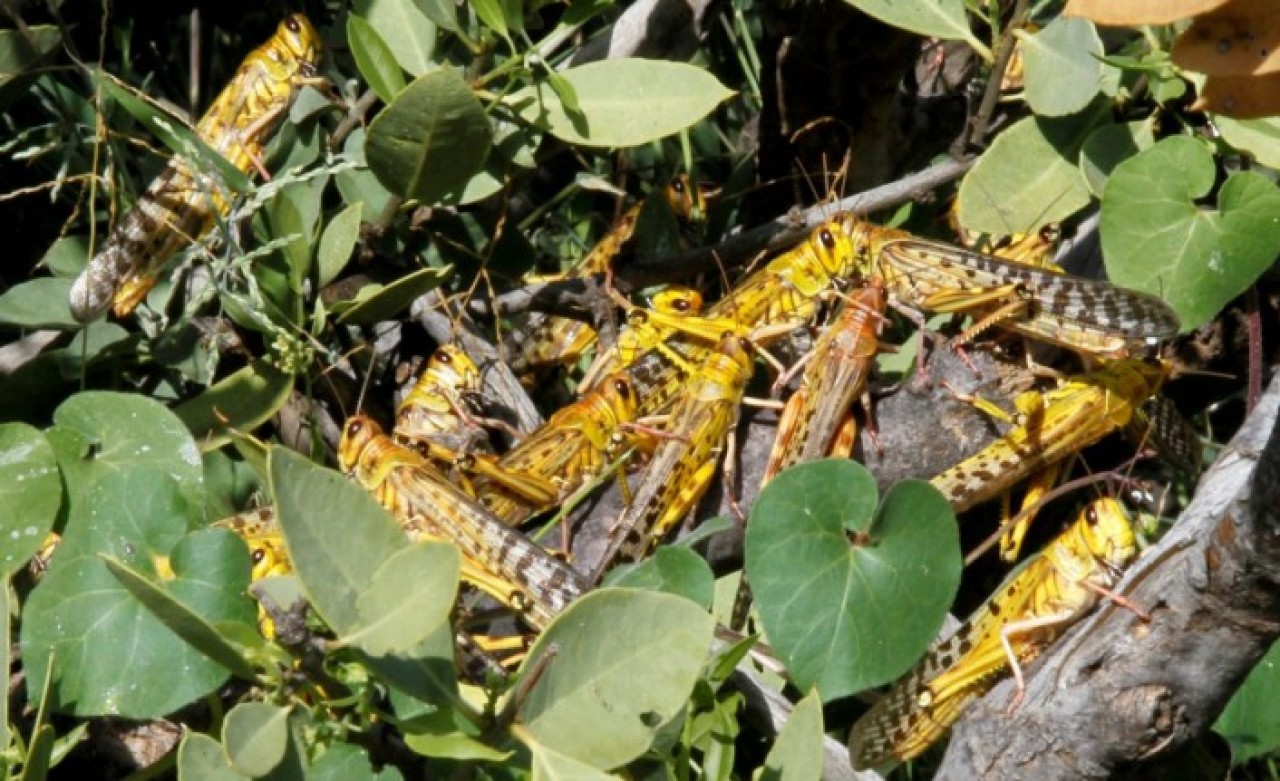 Çekirge istilası sınırımızda: Türkiye'ye geliyor!