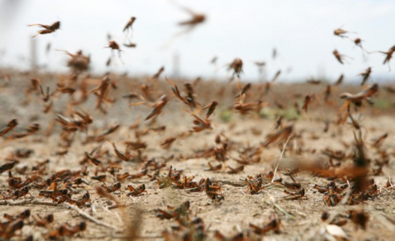 Çekirge istilası Türkiye sınırına dayandı: Ülke açısından riskli bir durum!