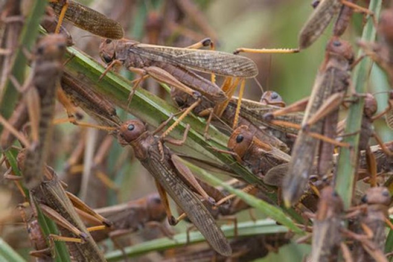 Çekirge istilası Türkiye'ye geliyor mu? Önemli açıklama