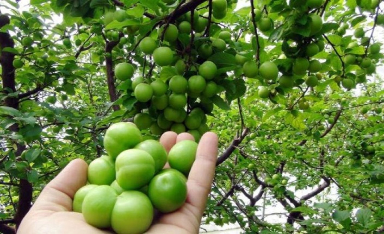 Eriğin fiyatı altından daha değerli: Kilogramı cep yakıyor