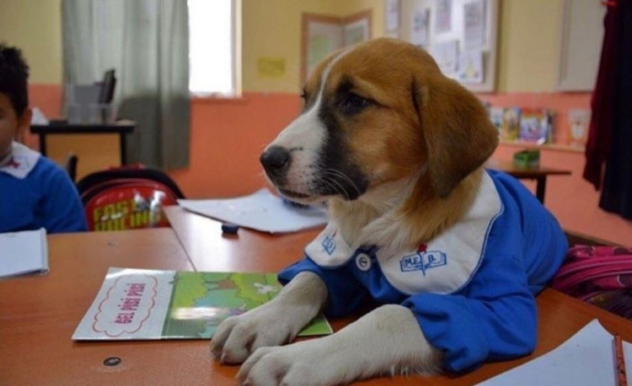 Sosyal medyanın maskotu haline gelen Fındık köpek hayatını kaybetti!