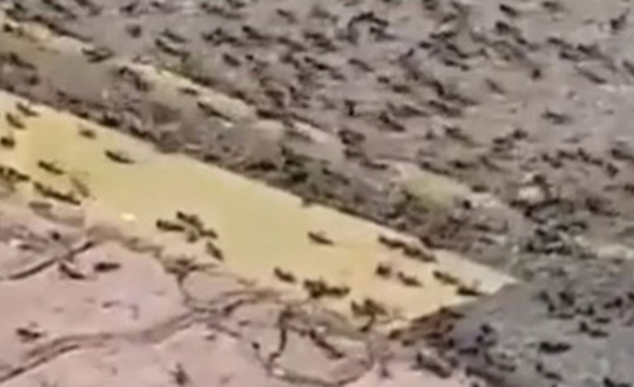 Karınca istilası nerede? Çekirgeden sonra şimdi de karınca istilası!