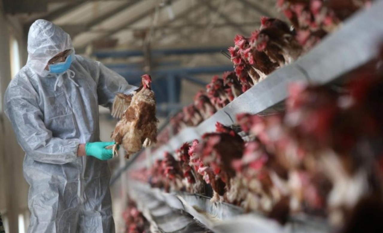 Koronavirüsten sonra şimdi de kuş gribi görüldü!