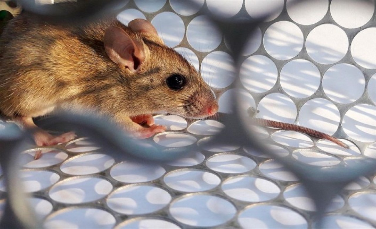 Yine Çin: Ölen kişide hantavirüs tespit edildi: Farelerden bulaşıyor!