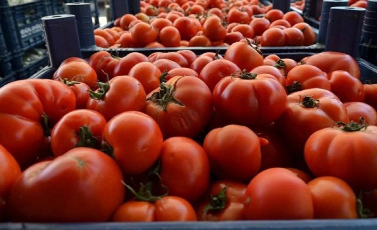 Rusya'ya domates ihracatında kota artırıldı