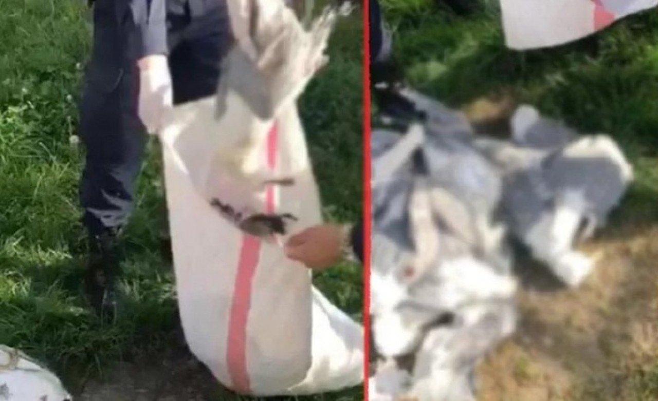 20 martı vuran avcıya 16 bin lira ceza