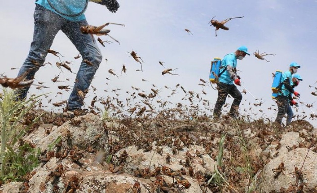 Çekirge istilası geliyor: Gıda yetersizliği yaşanacak!