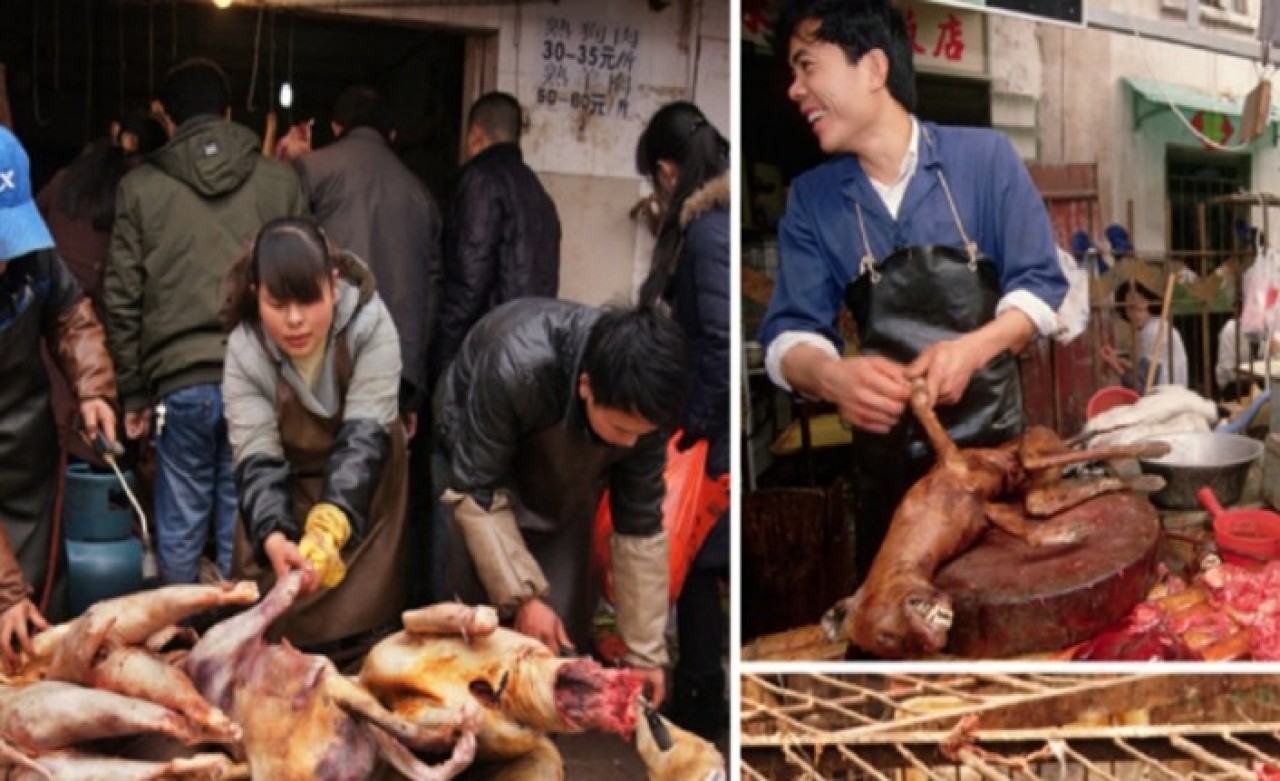 Çin'de köpek eti satan restoran sahibinden kan donduran itiraflar: Gördüklerinize inanamayacaksınız!