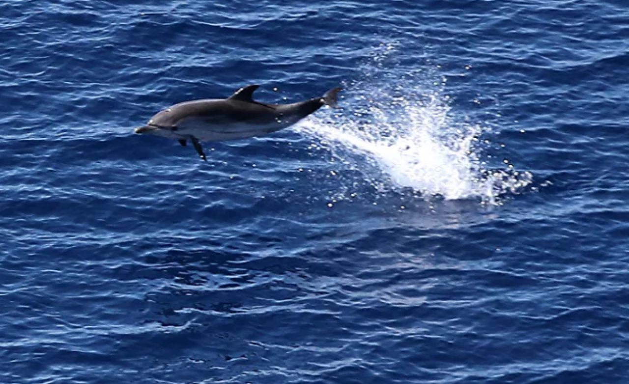 Deniz trafiğindeki sakinliği fırsat bilen yunus sürüsü Galata'da görüldü