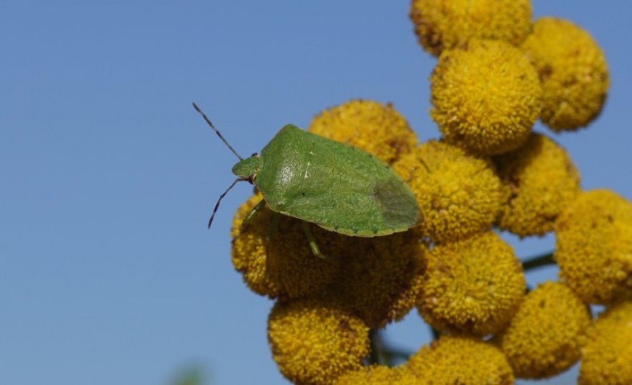 Koronavirüs bitmeden bir de bu oldu: Türkiye'deki 8 il böcek istilasında!