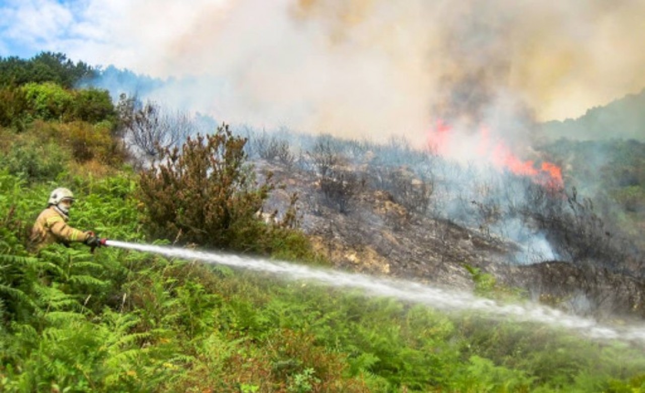 Sabotaj şüphesi: İstanbul’da orman yangını!