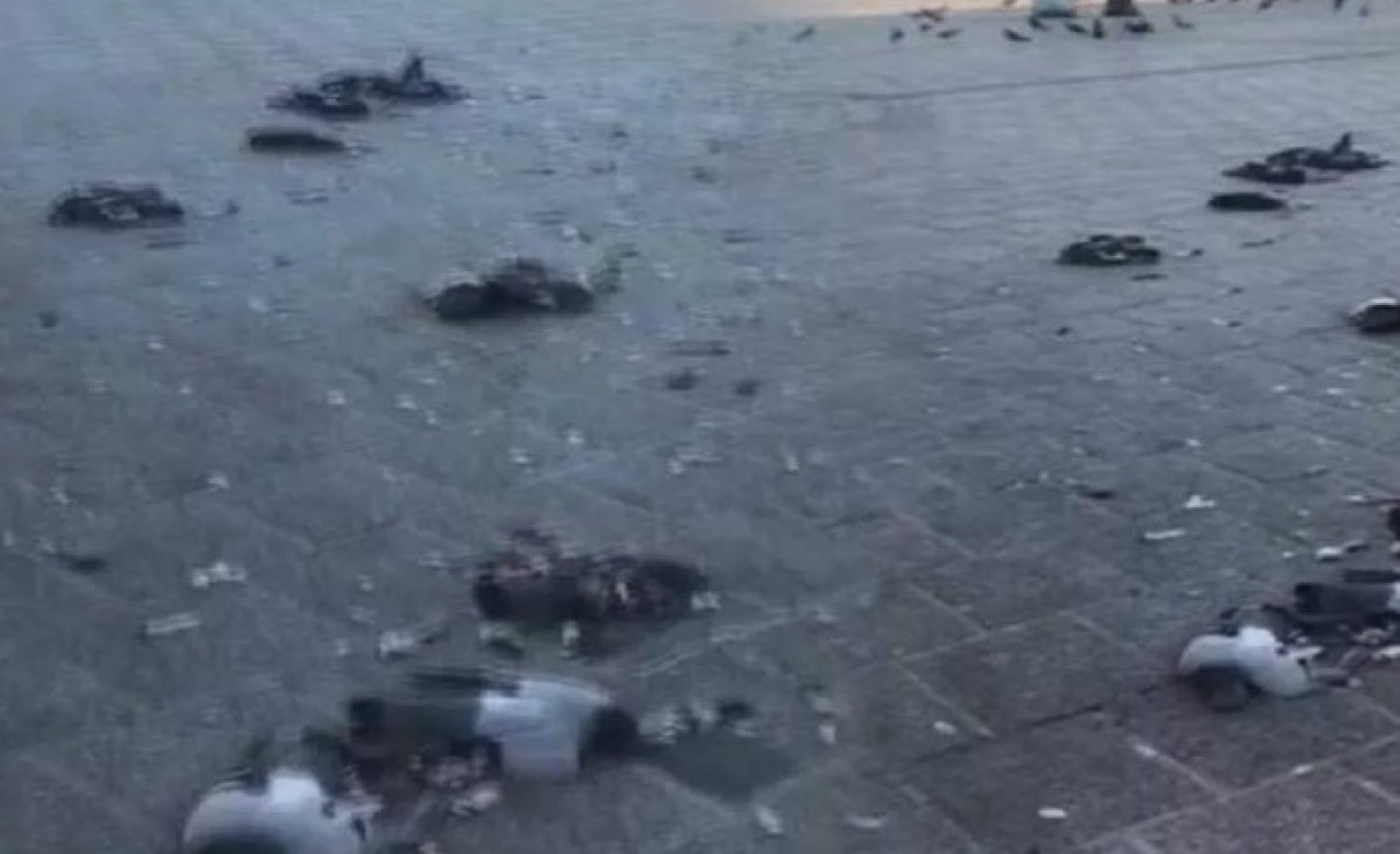 Son surat kuşların içine girdi: Ezerek onlarcasını öldürdü!