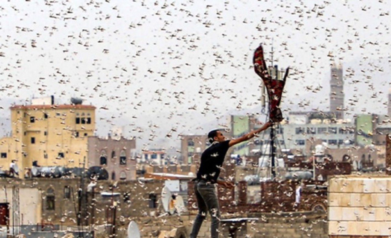 Tam bitti derken yeniden başladı: Çekirgeler sınırımızda!