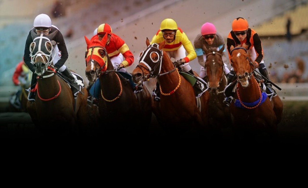 TJK e Bayi indir! İnternetten at yarışı nasıl oynanır?