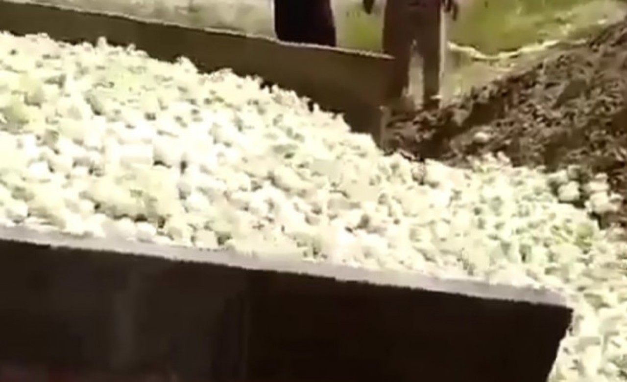 Yüz binlerce civciv canlı canlı gömüldü!