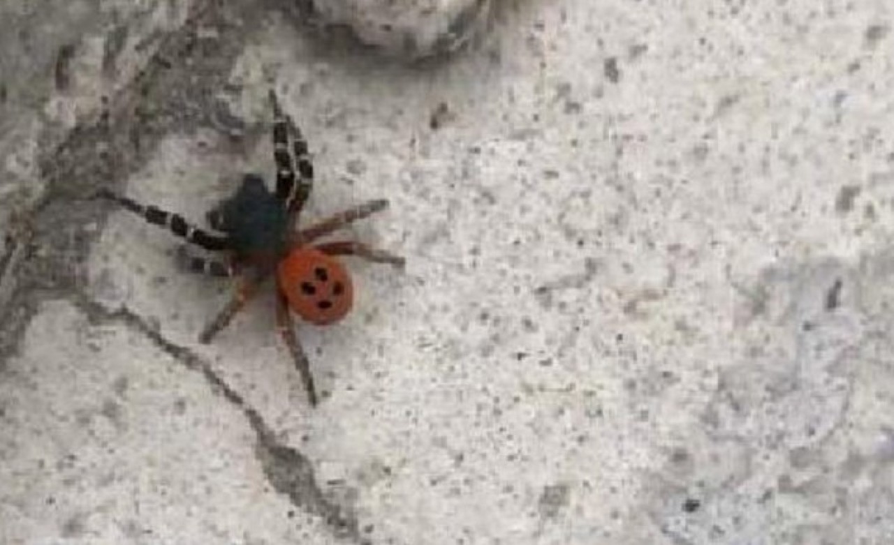 Ankara’da görüldü,  uzmanlar uyardı: Çıplak elle dokunmayın!