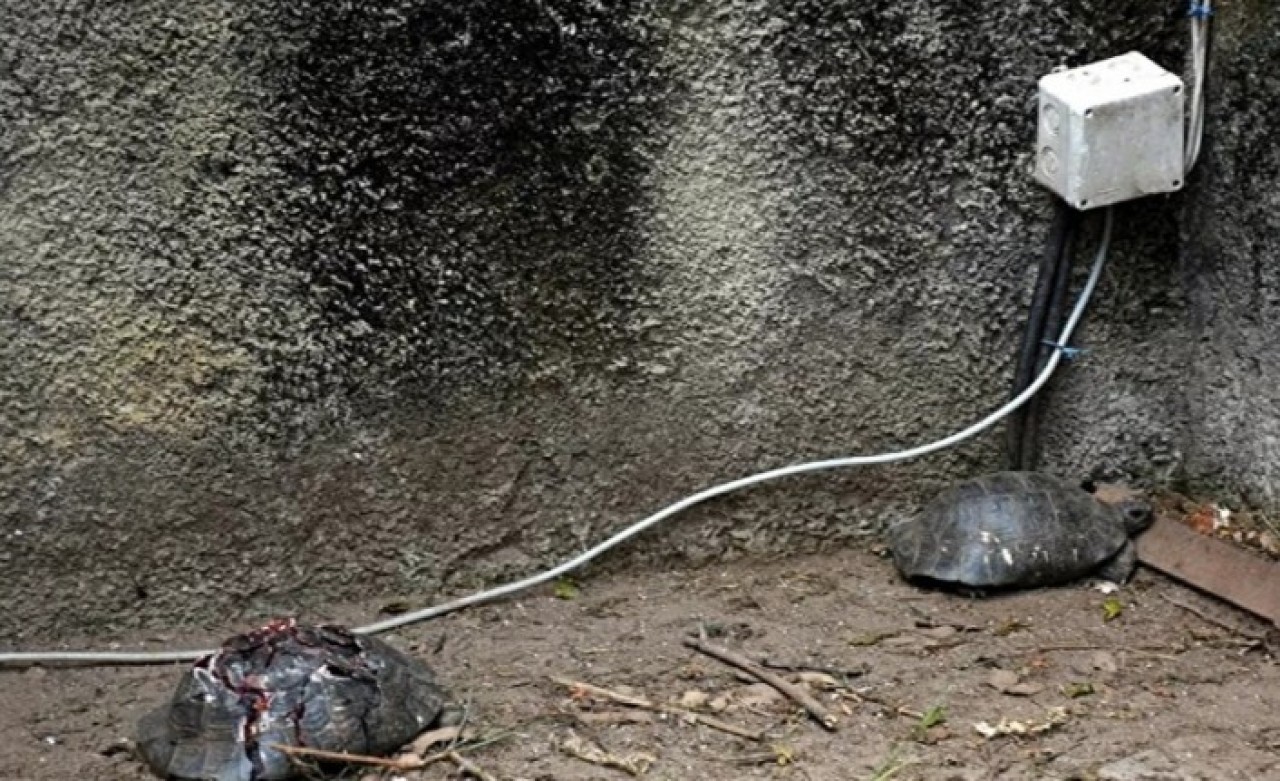 Antalya'nın Alanya ilçesinde çok sayıda kaplumbağa taşla ezilerek telef edildi
