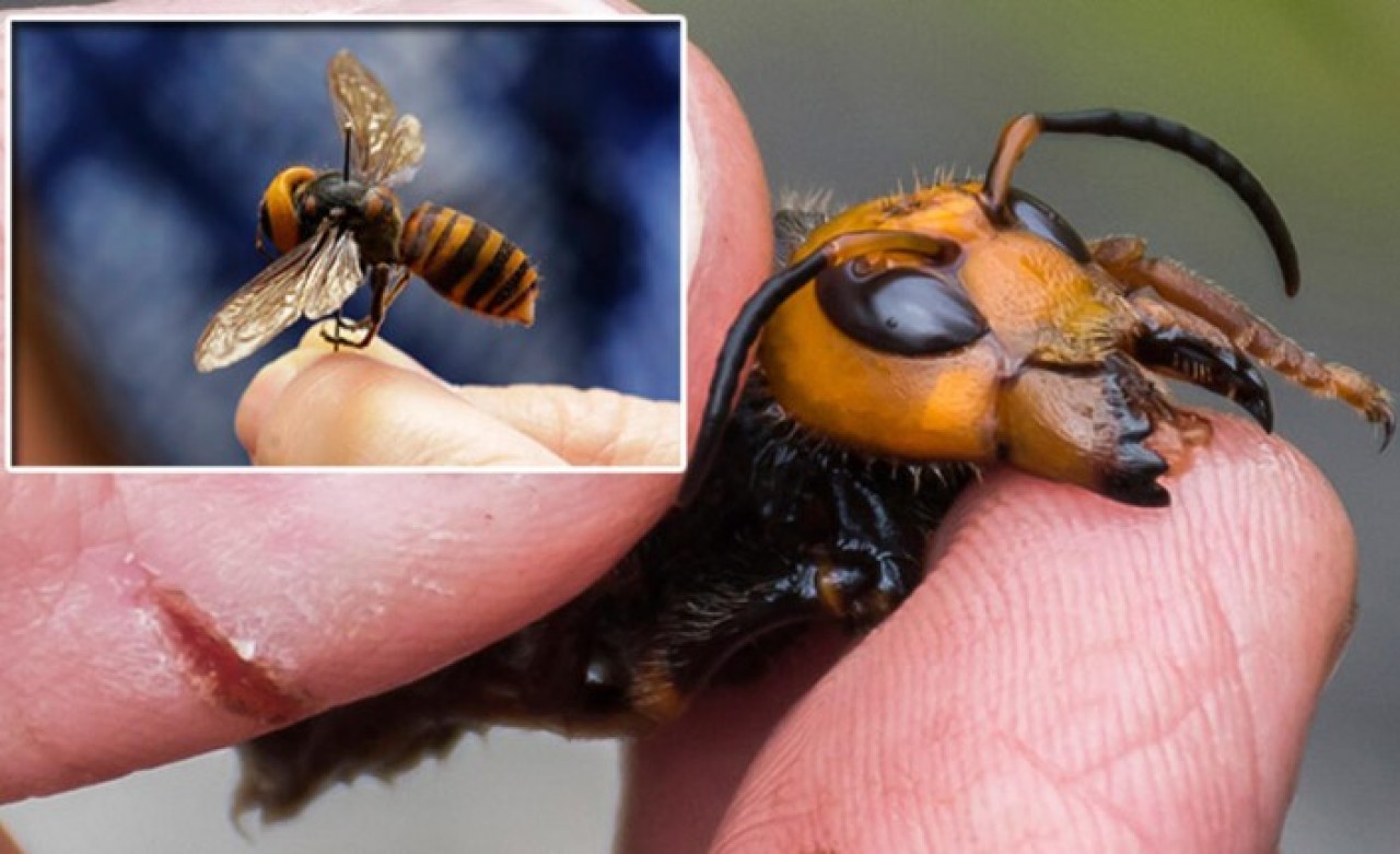 Avrupa’yı koronavirüsün ardından katil arılar endişesi sardı: Can almaya başladı