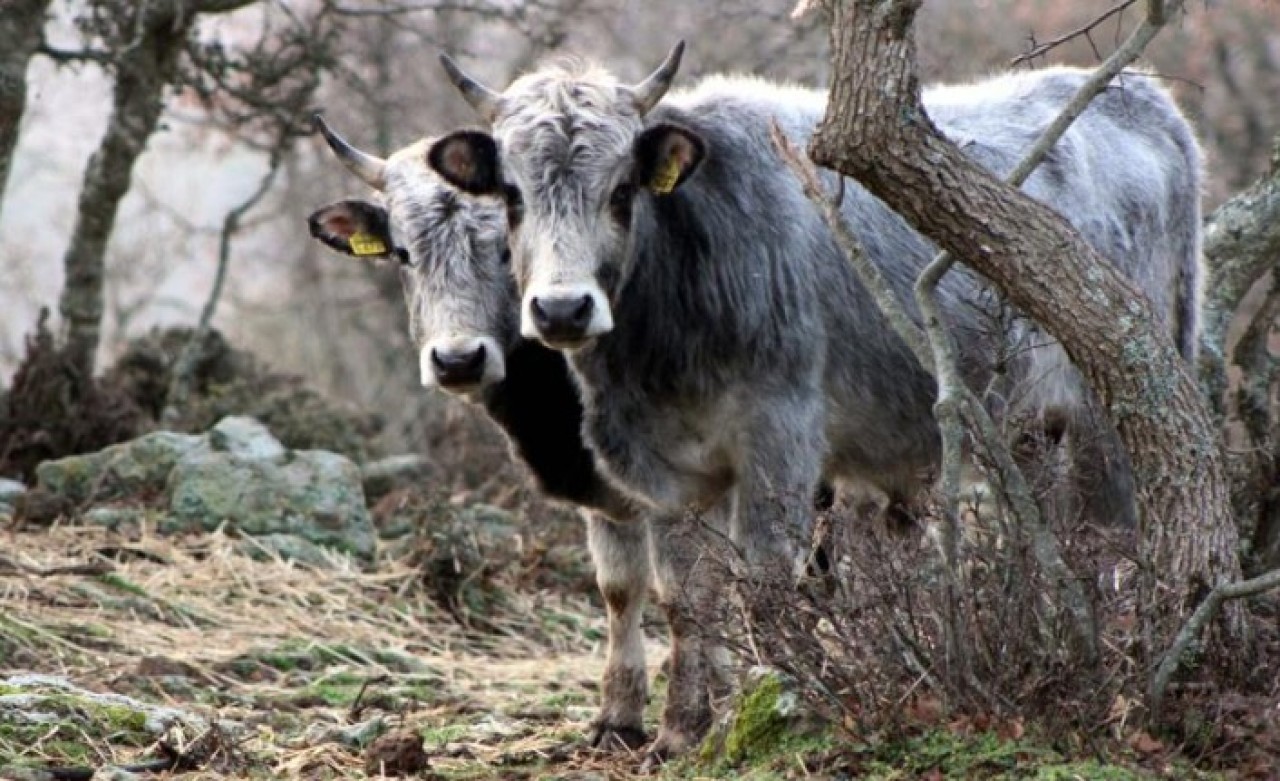 Bataklığa saplanan ineğinin başından ayrılmayan yaşlı adama 4 inek hediye edildi