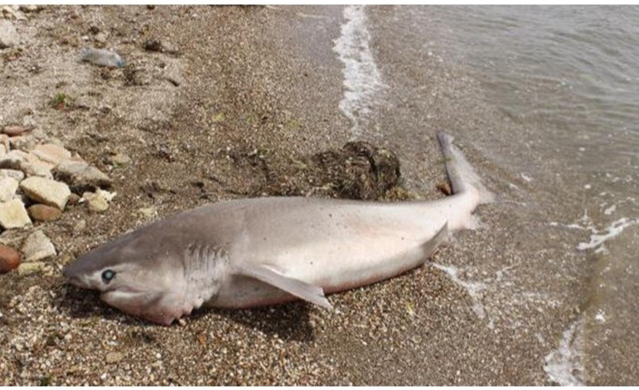 Çanakkale'de camgöz köpek balığı sahile vurdu