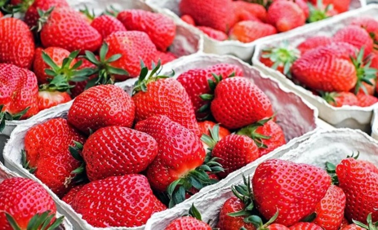 Çilek deneyi sosyal medyayı salladı: İçinden çıkan böcekler şaşırttı