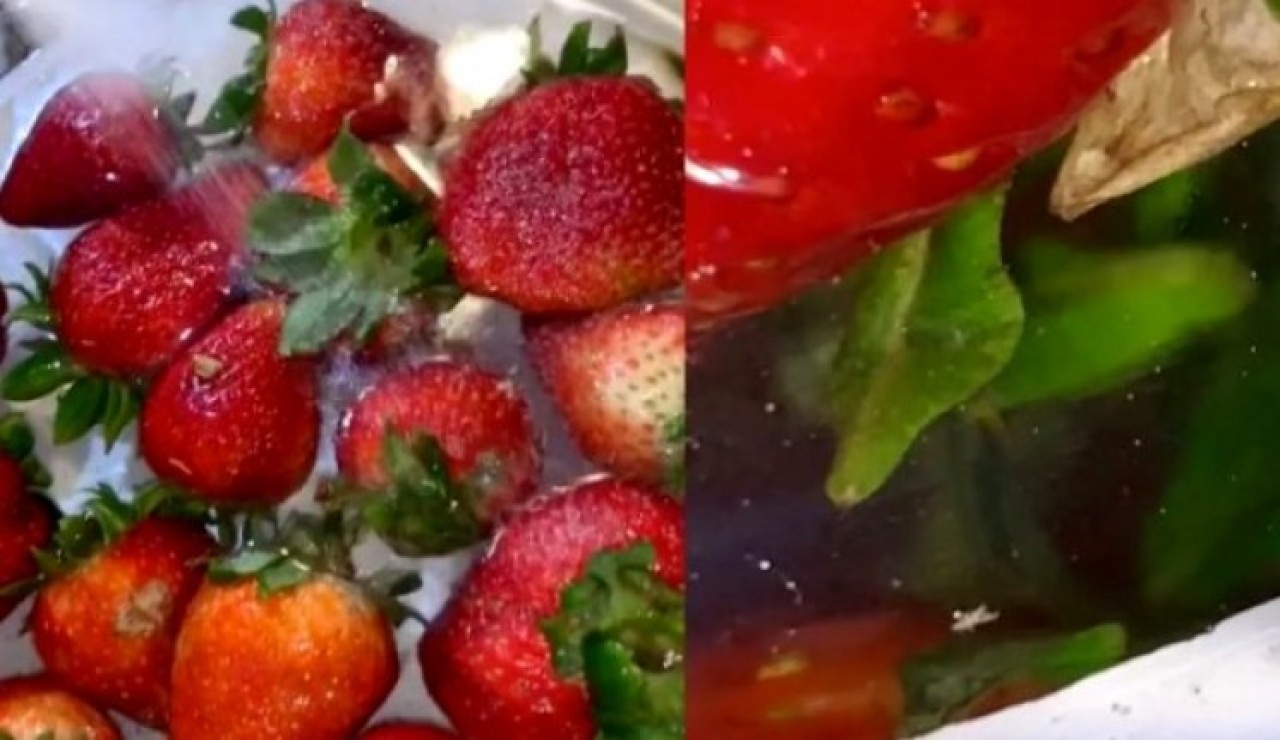 Çilek deneyinin ardındaki gerçek ortaya çıktı!
