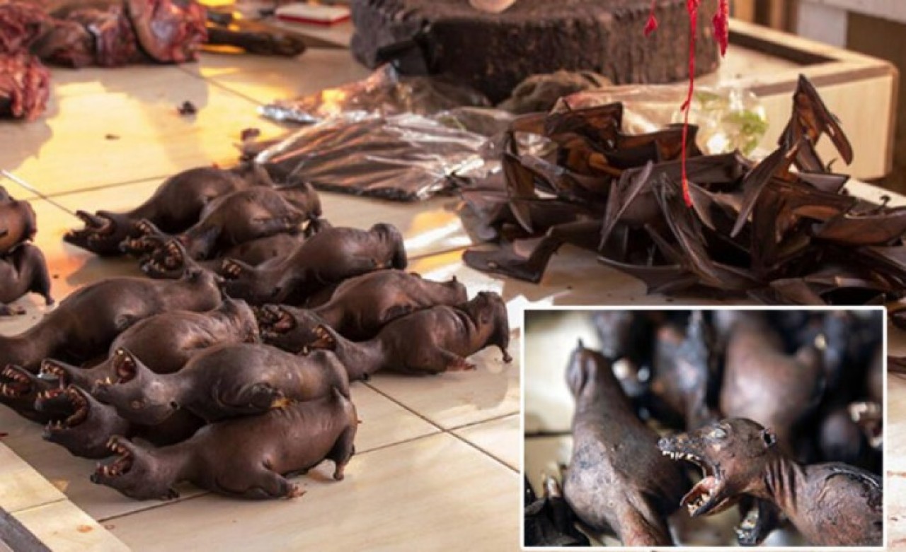 Çinliler akıllanmıyor: Salgının çıkış noktasındaki hayvan pazarından gelen görüntüler mide bulandırdı!