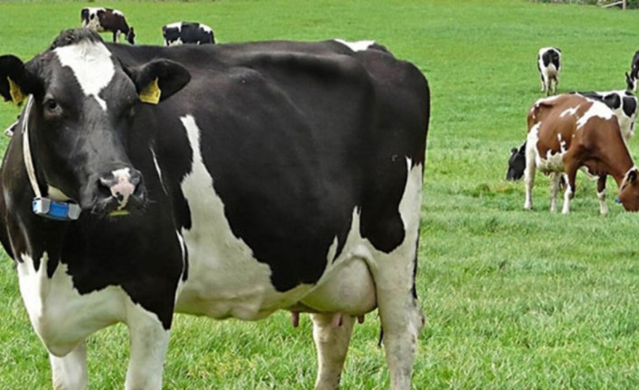 Dikkat: Hayvan başına otlatma ücreti getirildi!