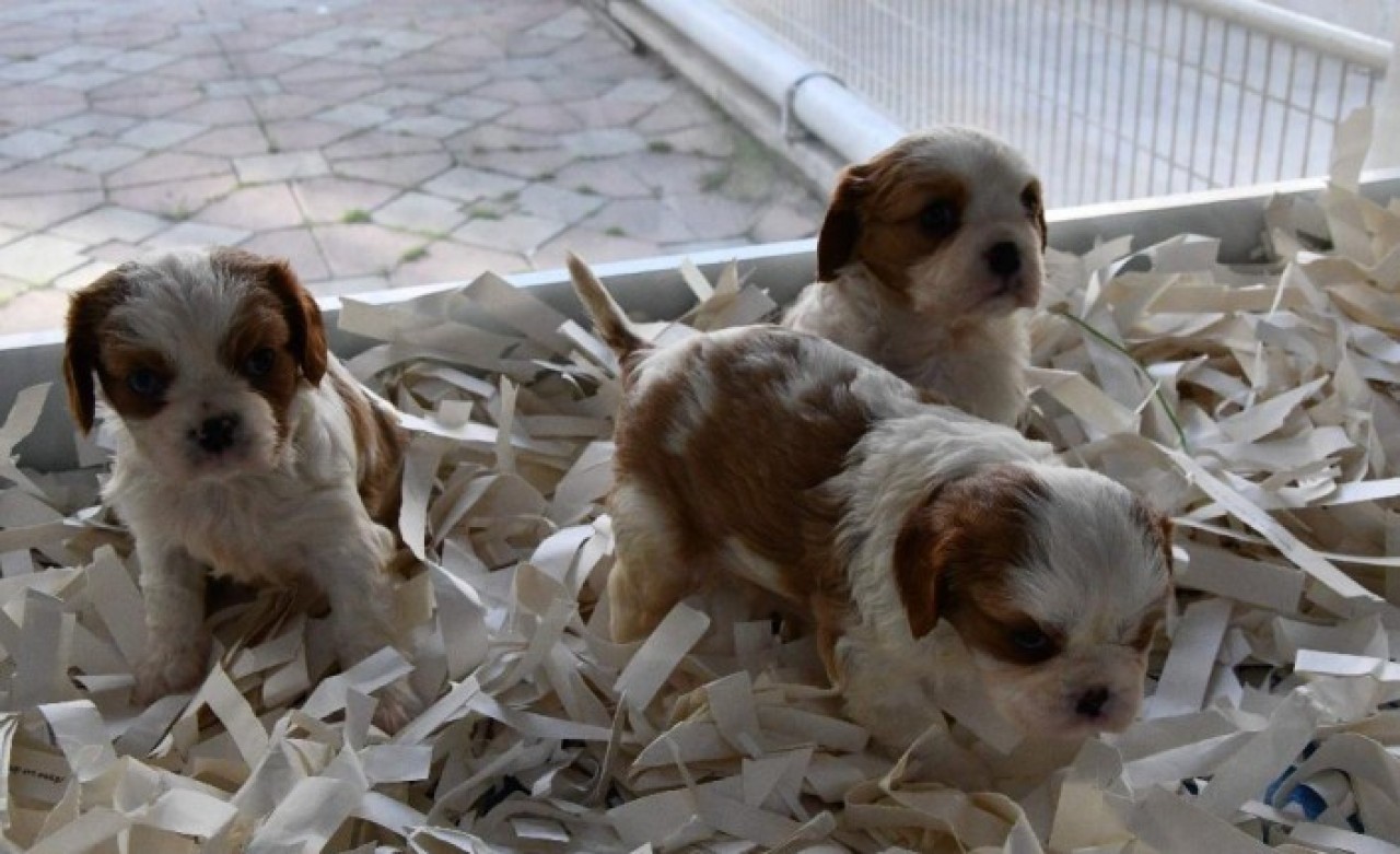 Evcil hayvan satışları sokağa çıkma yasakları sonrası patladı: Sebebi çok şaşırttı!