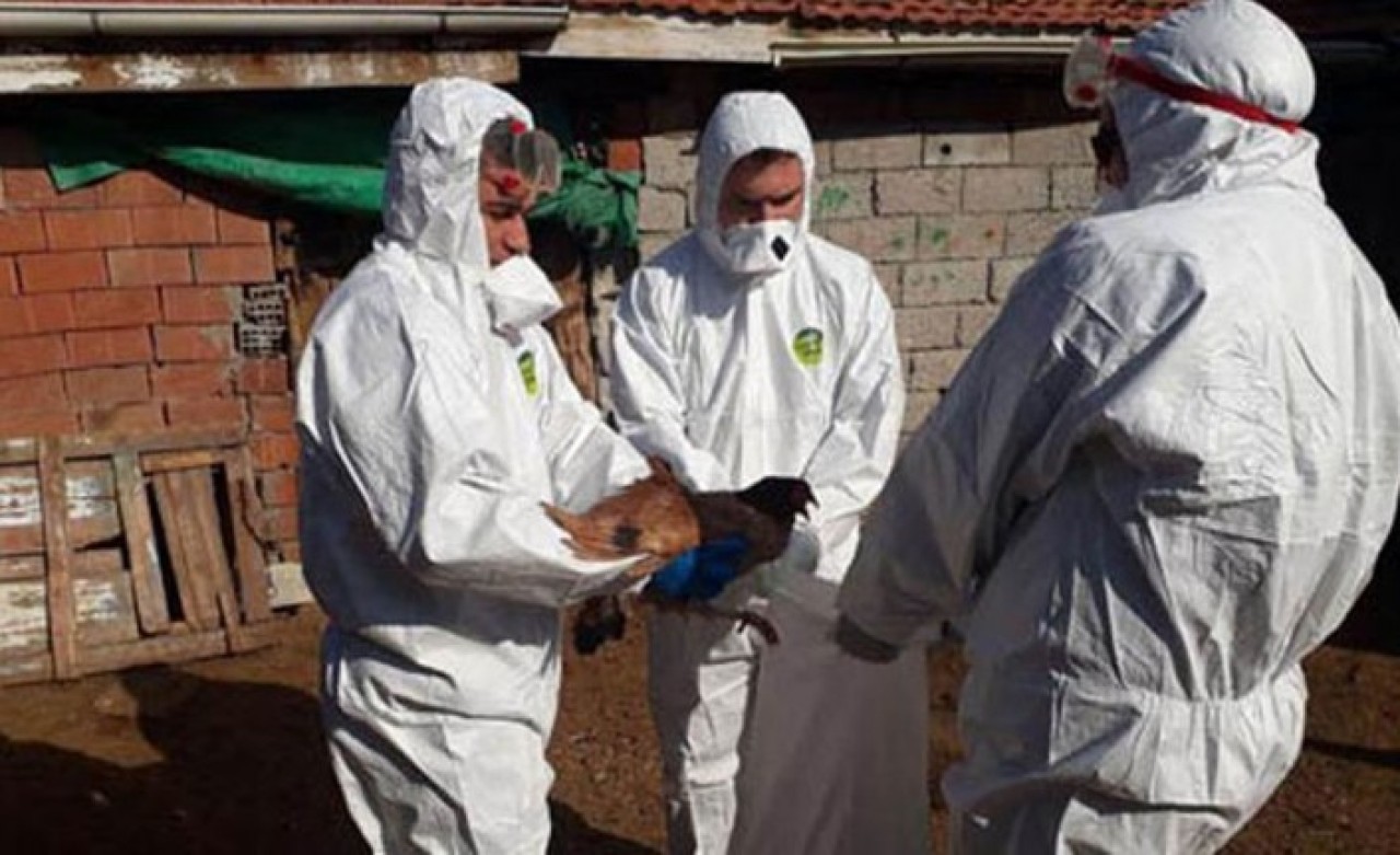 Eyvah eyvah: Şimdi de kuş gribi korkusu,  700 bin tavuk telef oldu